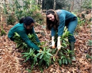 Working In The Garden Pulling Out Weeds