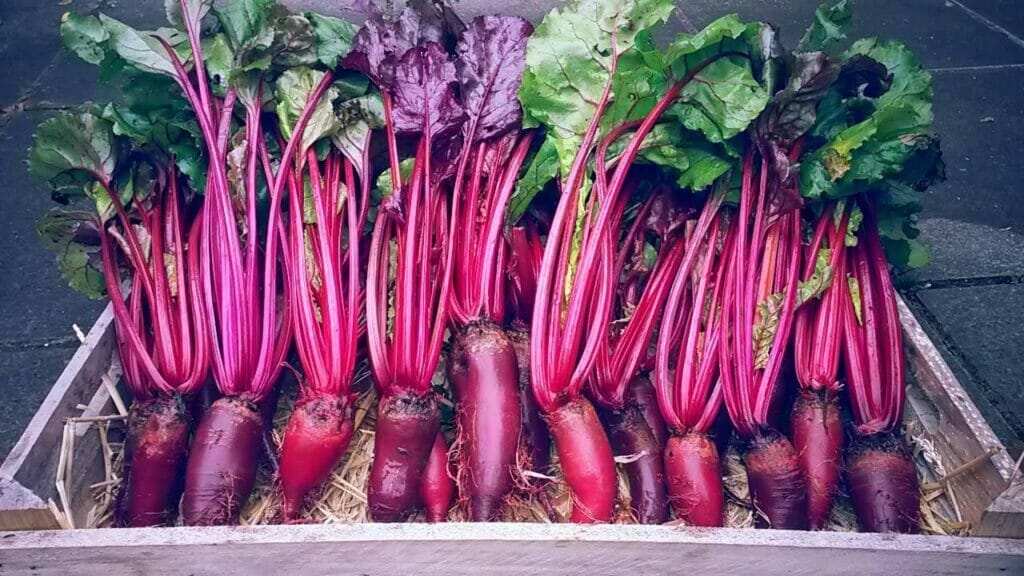 Beetroot