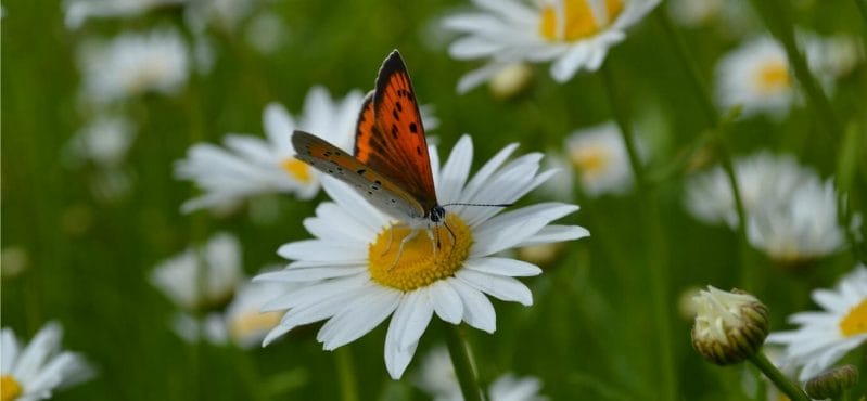A Butterfly On Daisy