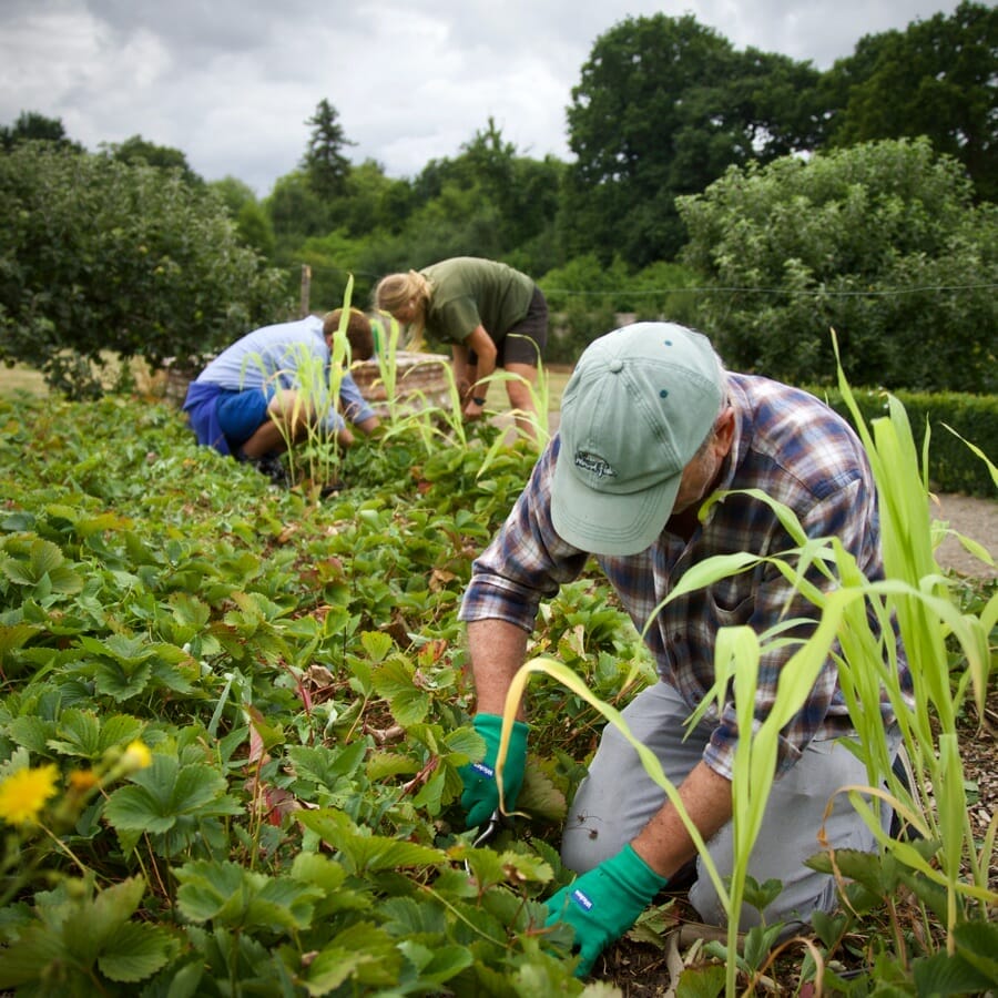 Volunteers Working In The Garden