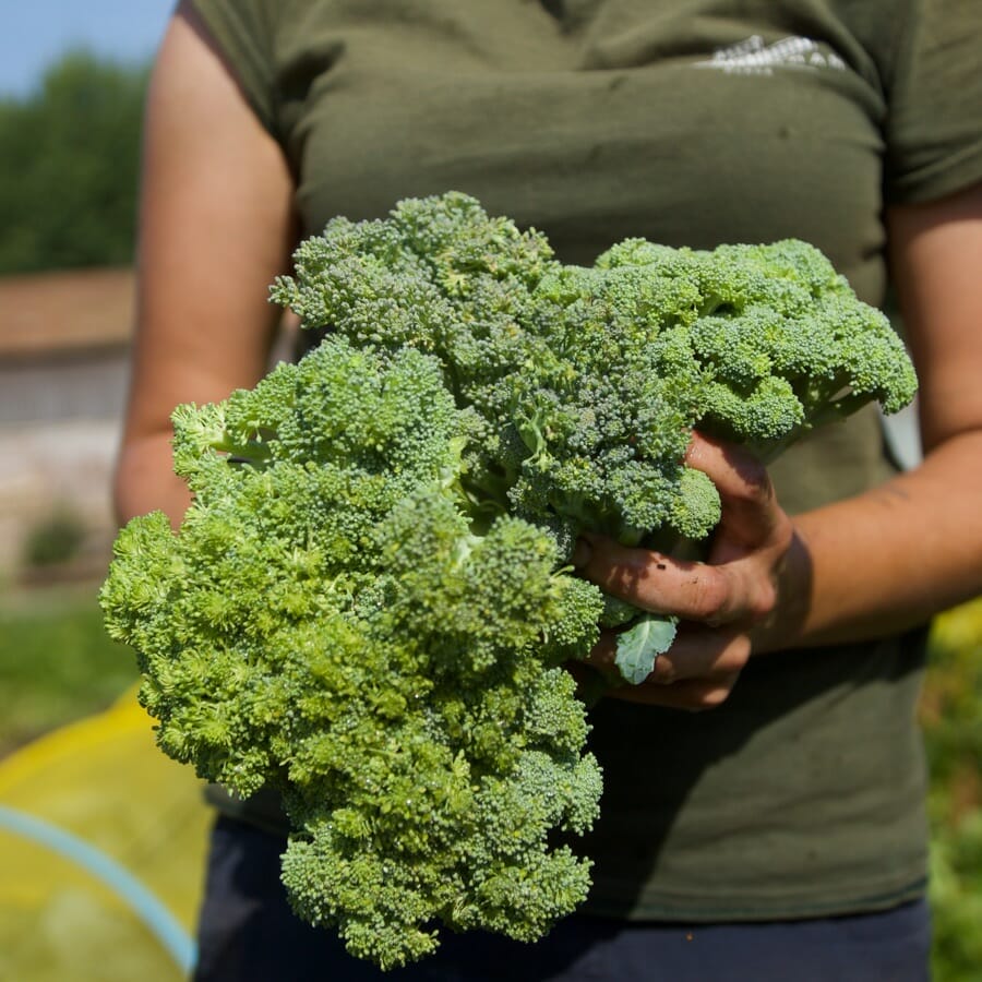 Holding broccoli in the Kitchen Garden